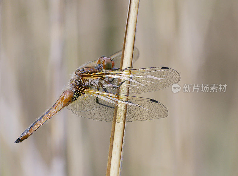 蓝色追逐蜻蜓(Libellula fulva)雌性